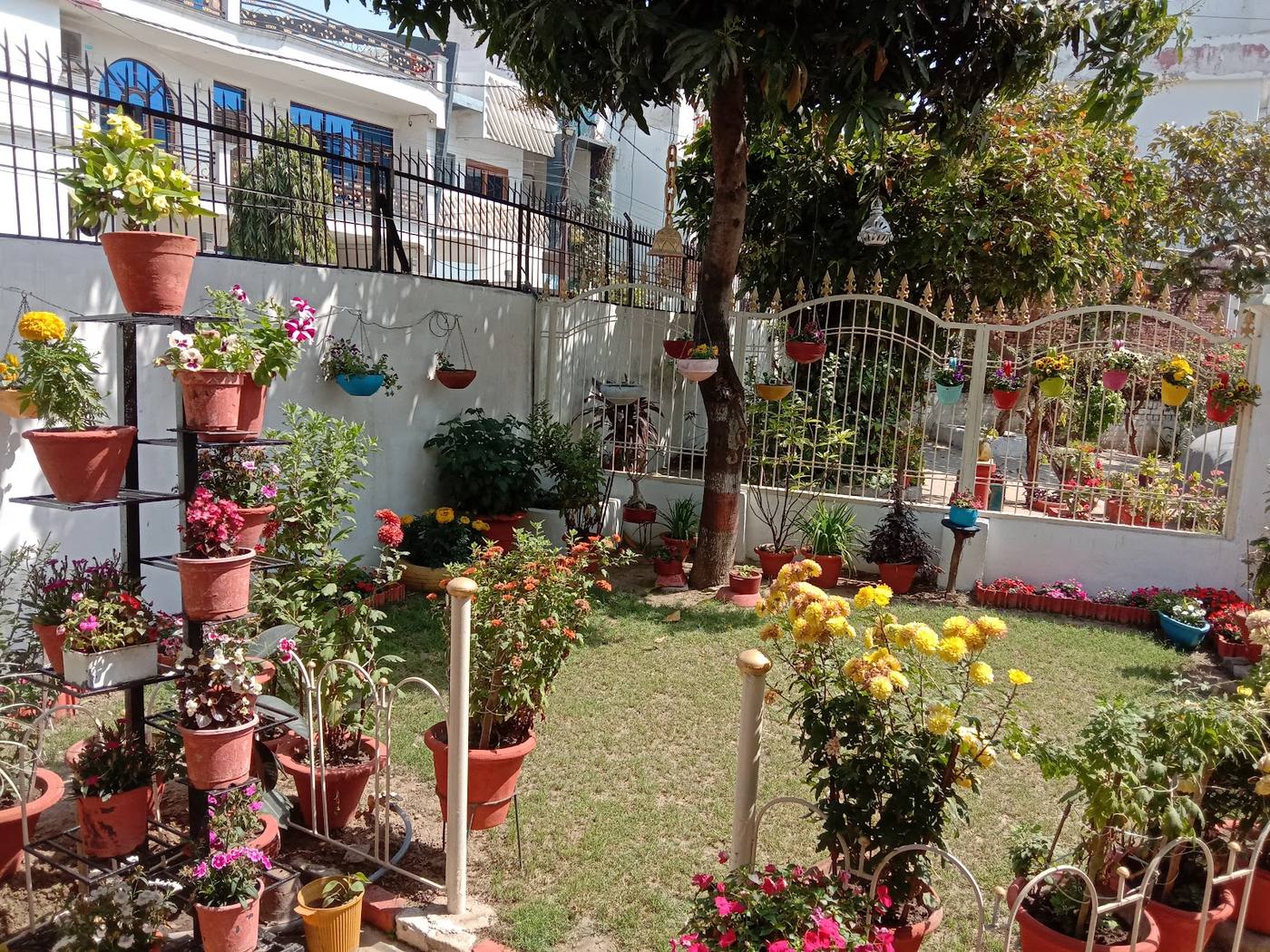 The garden: a lawn with dozens of flowering pots